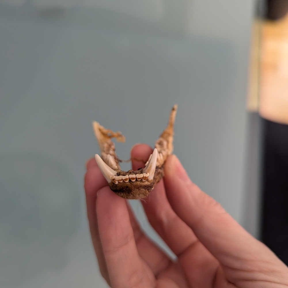 Lower Jawbone of Animal - Small, Possibly Raccoon, Oddity, Skeleton - Picture 3 of 12